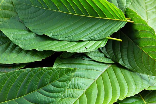 Get Premium White Borneo Kratom Strains for Enhanced Vitality